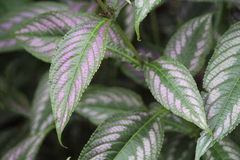 Strobilanthes auriculata dyeriana