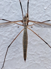 Tipulidae