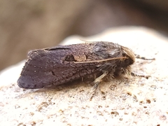 Acrolophus mora