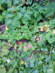Aquilegia canadensis
