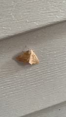 Tetracis jubararia