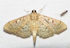 Herpetogramma aeglealis
