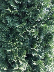 Thuja occidentalis