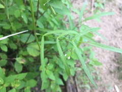 Cicuta bulbifera