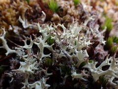 Cladonia uncialis