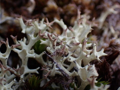 Cladonia uncialis