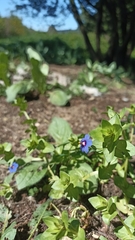 Lysimachia arvensis caerulea