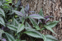 Strobilanthes auriculata dyeriana