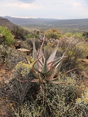 Aloe comosa