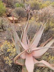 Aloe comosa