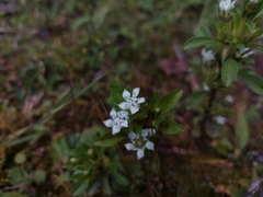 Gentiana yunnanensis