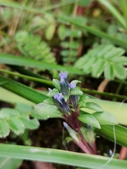 Gentiana yunnanensis