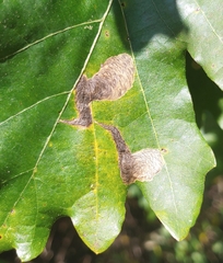 Coptotriche castaneaeella