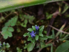 Gentiana yunnanensis