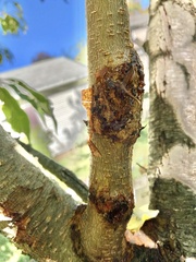 Cryphonectria parasitica