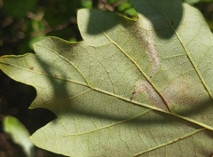 Coptotriche castaneaeella