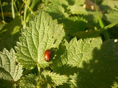 Chrysolina polita