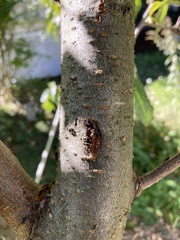 Cryphonectria parasitica