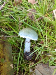 Stropharia caerulea