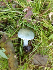 Stropharia caerulea