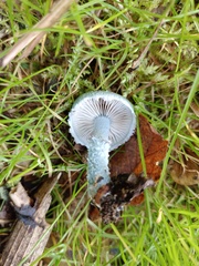 Stropharia caerulea