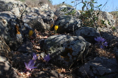 Colchicum feinbruniae