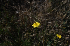 Toxomerus occidentalis