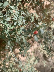 Atriplex semibaccata