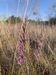 Liatris acidota