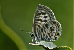 Leptotes plinius