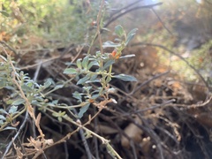 Atriplex semibaccata