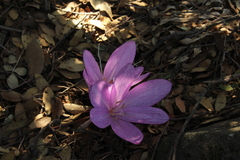 Colchicum feinbruniae