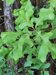 Quercus margaretiae