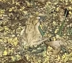 Bufotes viridis sitibundus
