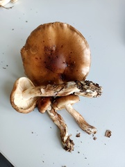 Tricholoma ustale