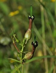 Ceropegia mahabalei
