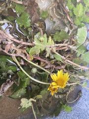 Arctotheca prostrata