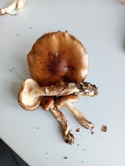 Tricholoma ustale