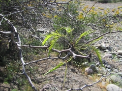 Prosopis chilensis