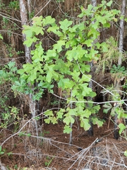 Quercus margaretiae