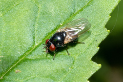 Hydrotaea