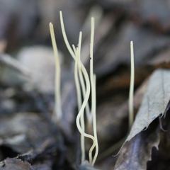 Macrotyphula juncea