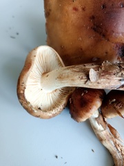 Tricholoma ustale