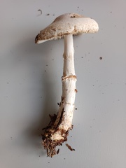 Lepiota ignivolvata