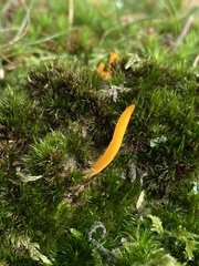 Clavulinopsis helvola