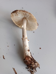 Lepiota ignivolvata