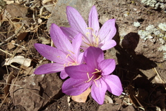 Colchicum feinbruniae