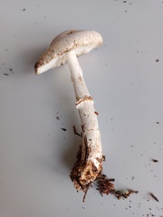 Lepiota ignivolvata