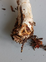 Lepiota ignivolvata
