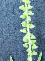 Ambrosia psilostachya